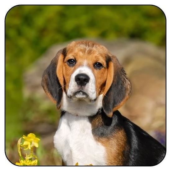 Dessous De Verre Carre Chien Mignon Chiot Beagle Portrait Achat Vente Sous Verre Bouteille Cdiscount
