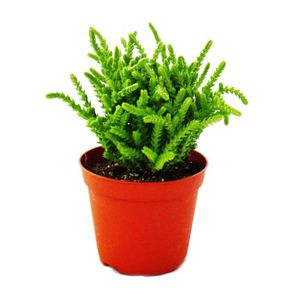 PLANTE POUSSÉE Plante succulente - Crassula lycopodioides - queue de souris - en pot de 8,5 cm