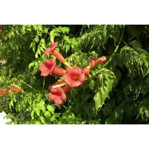ARBRE - BUISSON Plante Grimpante - Atropurpurea