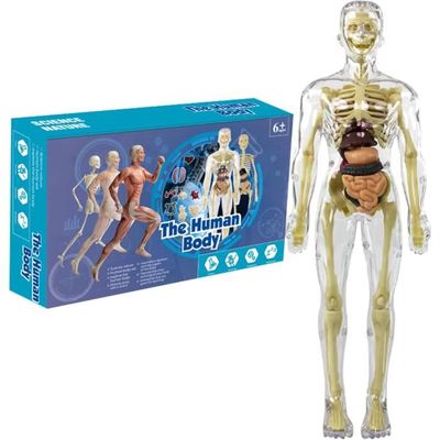 EXPLORA - Demi Torse - Anatomie du Corps Humain - 546083 - Modèle Réaliste de 37 Pièces - Notice d'Assemblage et Quiz Éducatif - Kit de Découverte - Jeu pour Enfant EXPLORA - Demi Torse - Anatomie du Corps Humain - 546083 - Modèle Réaliste de 37 Pièces - Notice d'Assemblage et Quiz Éducatif - Kit de Découverte - Jeu pour Enfant