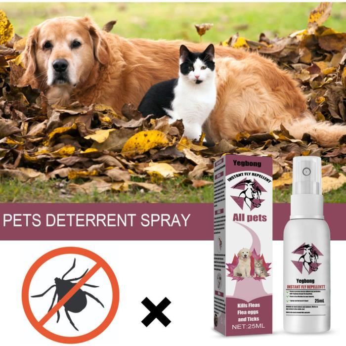 LES PUCES : protégez vos animaux en traitant votre maison - insectcare