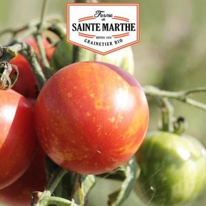 GRAINE - SEMENCE Tomate Tigrella Bicolore - 50 graines - La ferme S