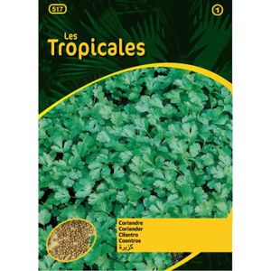GRAINE - SEMENCE Sachet graines LES TROPICALES - Coriandre cultivée-
