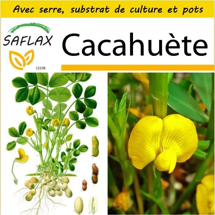 SAFLAX - Kit de culture - Cacahuète - 8 graines - Arachis hypogaea
