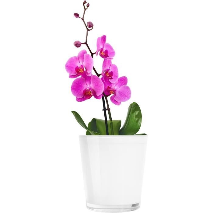 TREND FOR HOME Cache Pot Verre 13.5 cm Pot Fleur en Verre Blanc Cache Pot  Orchidées Pot en Verre pour Orchidée Pot pour Orchidee289 - Cdiscount Jardin