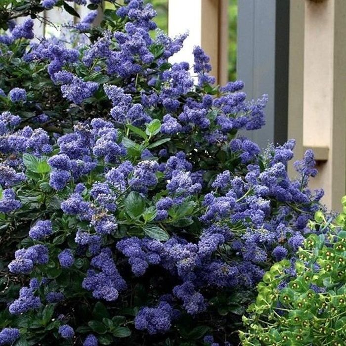 Arbuste Ceanothus YankeePoint-Bleu spectaculaire-Floraison abondante bleue-Feuillage persistant-Haut. livr.15-20cm-Croissance