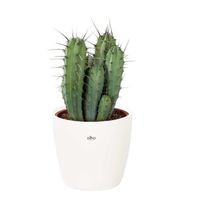Cactus et plante grasse – Chandelle bleue en pot de fleur blanc comme un ensemble – Hauteur: 50 cm X883