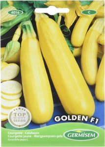 GRAINE - SEMENCE graines Courgette jaune GOLDEN F1.[Q243]