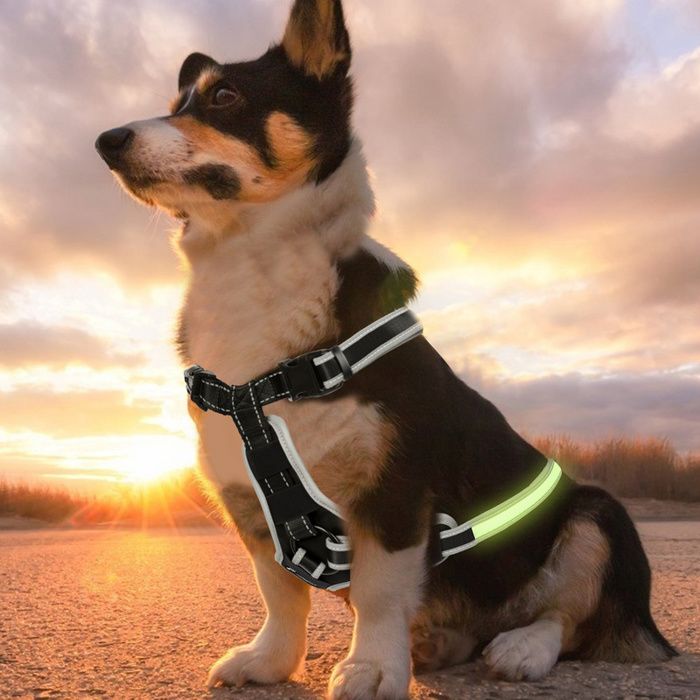 A&K L'YDIA LED Horse Breastplate Collar-USB Rechargeable