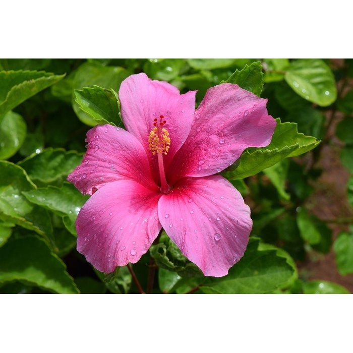 1 PIANTA DI HIBISCUS IBISCO ROSA IN VASO 19CM - Cdiscount Jardin