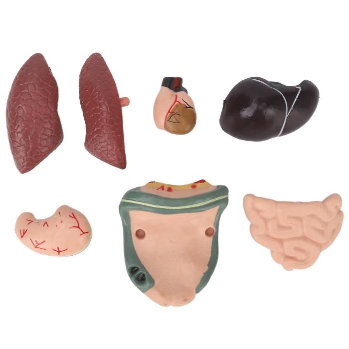 Modèle Anatomique 3D Corps Humain – 28,5 Cm, ABS, Pour éducation, Dès 6 Ans