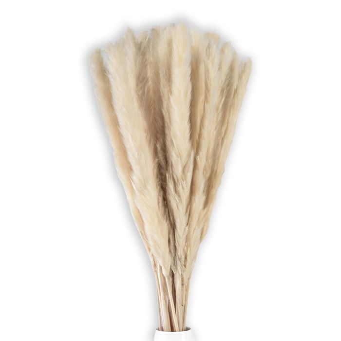 Herbe de la Pampas Blanche 30 Pièces 45 cm - Bouquet Fleurs Séchées ...
