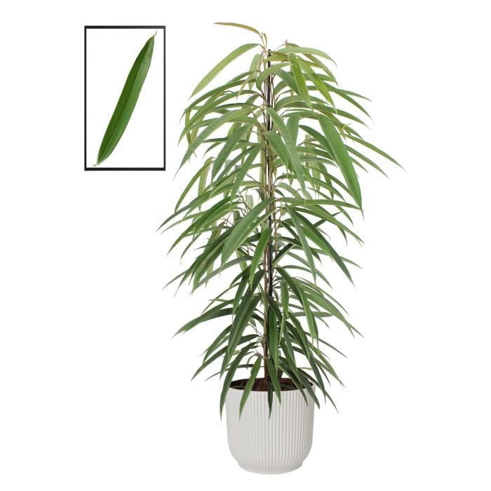 Plante d'intérieur – Ficus à feuilles longues en ELHO pot plastique blanche  comme un ensemble – Hauteur: 105 cm X995 - Cdiscount Jardin