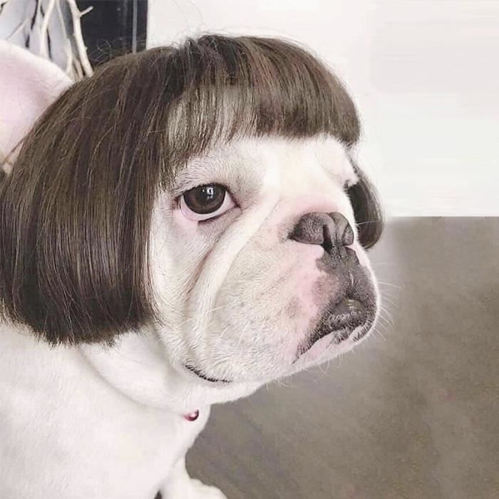 Perruque Orange Pour Chien Ou Chat - Déguisement Halloween, Cosplay, élastique Réglable
