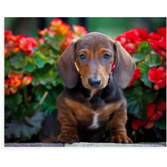 5D Diamond Painting Kits, Hond Volwassenen Kinderen