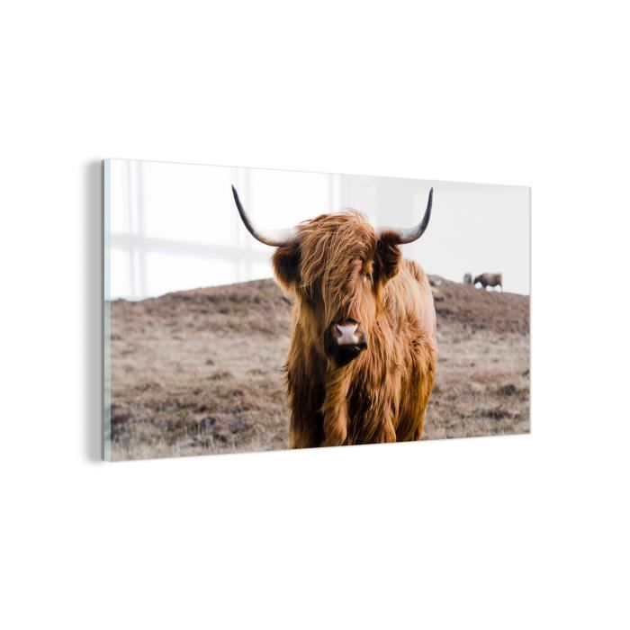 Poster Visage de vache écossaise – Tableau