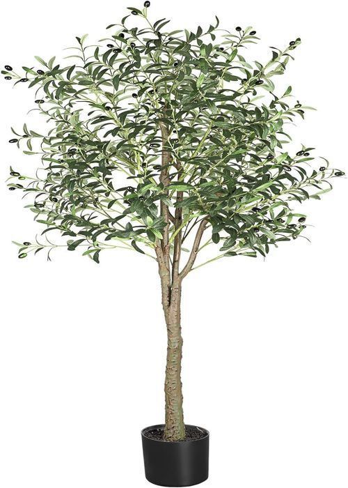 hanging house plants Pothos - Golden
