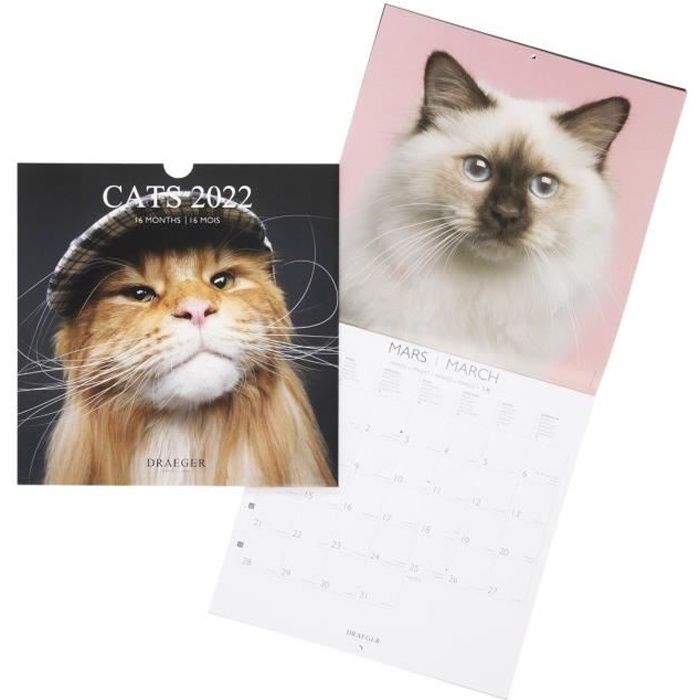 Calendrier 21 Chat Cdiscount