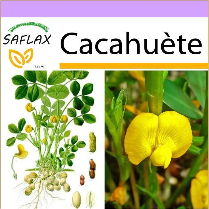SAFLAX - Cacahuète - 8 graines - Arachis hypogaea