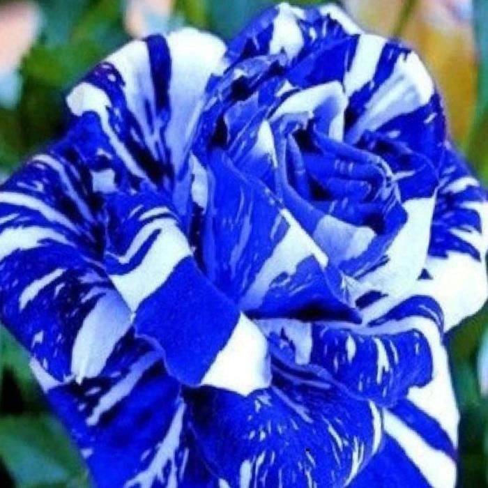 100 Pcs-Sac Graines De Rose Rare Prolifique Bleu Bonsaï Plantes De Jardin Graines De Fleurs Pour Balcon Plante Jardin Graines A202
