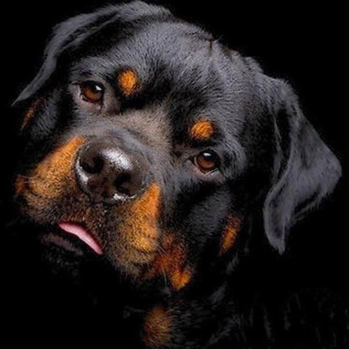 Point De Croix 3d Diamants Chien Achat Vente Pas Cher