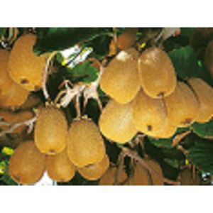ARBRE - BUISSON Kiwi autofertile - arbre Fruitier- 10-20 cm hauteur - croissance très rapide