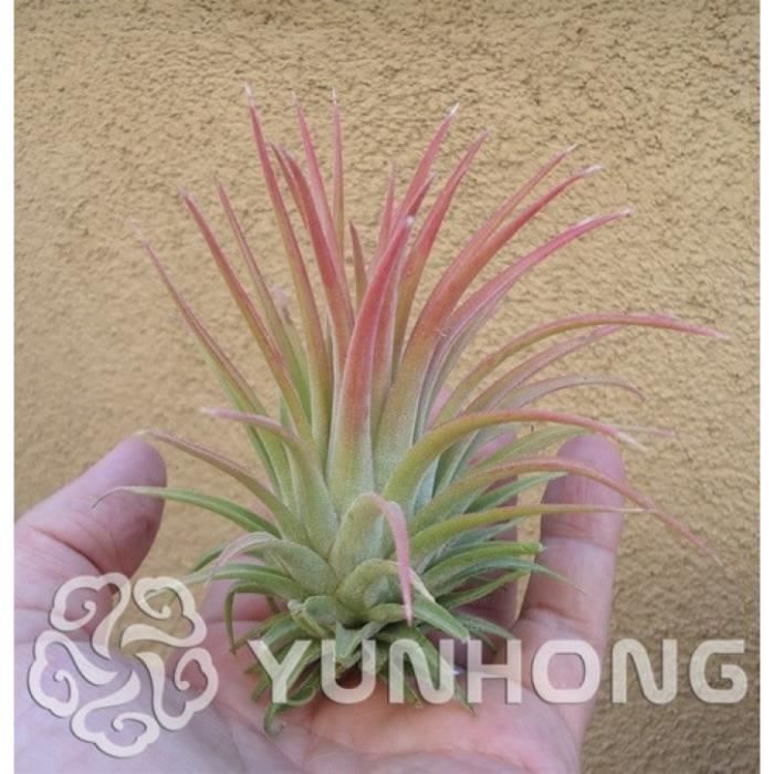 100 Pièces Offre Spéciale Tillandsia Cyanea Bonsaï En Pot Fleur Plante Violet Chinois Rare Décoration Pour Maison Jardin #35