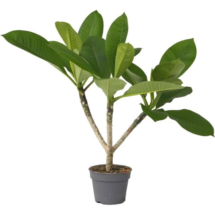Plante D'intérieur Philodendron White Wave - Plante D'intérieur Unique - ± 25cm De