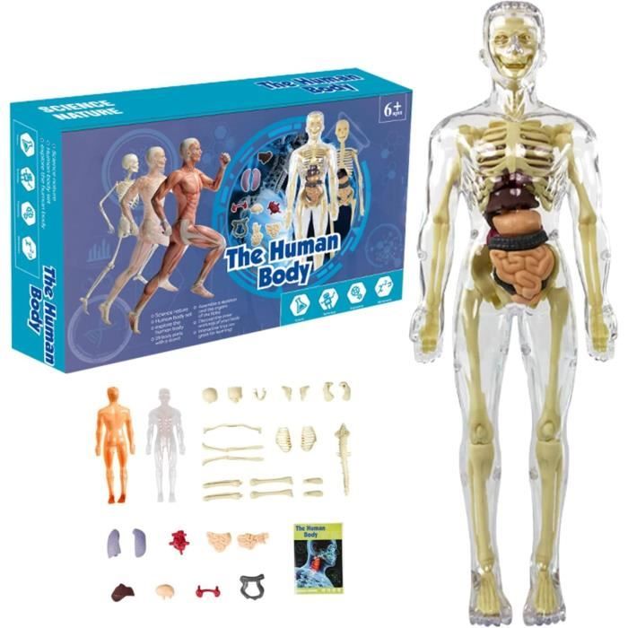 Modèle du corps humain - Clear - Anatomie 3D - Organe amovibles ...