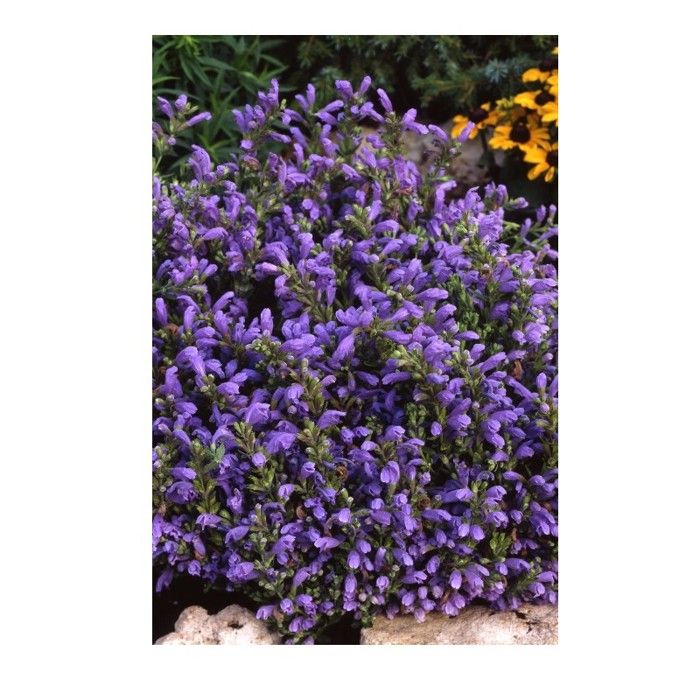 Graine - Semence - Mélisse de Moldavie ( Dracocephalum Moldavica )