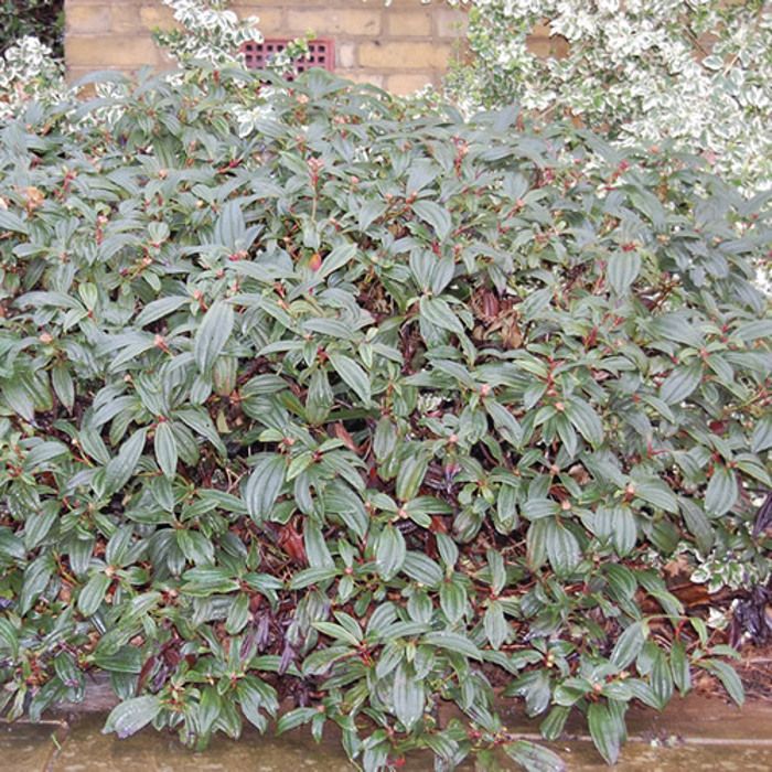 Camellia Williamsii 'Ruby Wedding' - Arbuste à Feuilles Persistantes Rustique En Pot - Fleurs Rouge Foncé