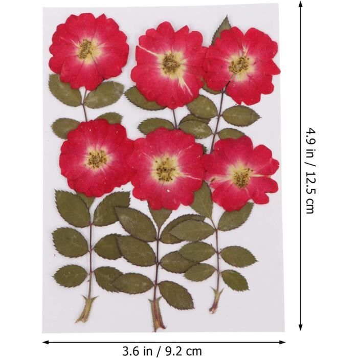 66 Pièces Fleurs Séchées Pressées Naturelles – Vraies Fleurs Pour Résine, Bougies, Bijoux, Scrapbooking & Déco DIY