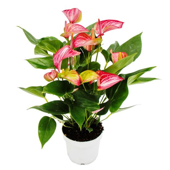 Plante D'Intérieur Cordyline Tango - Feuilles Violet Et Rose - Plante Purificatrice D'Air - 30-40 Cm - Facile D'Entretien