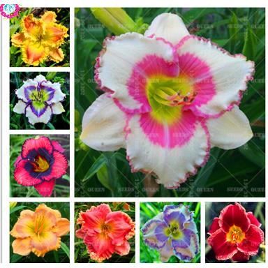 TEMPSA 50 Pcs Graines hémérocalle fauve daylily jardin extérieur