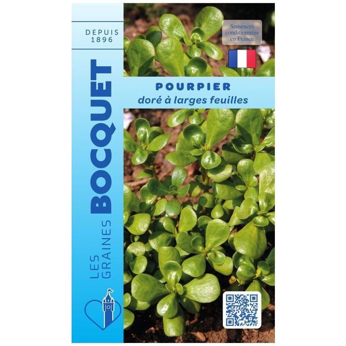 Graine - Semence - Pourpier doré à larges feuilles