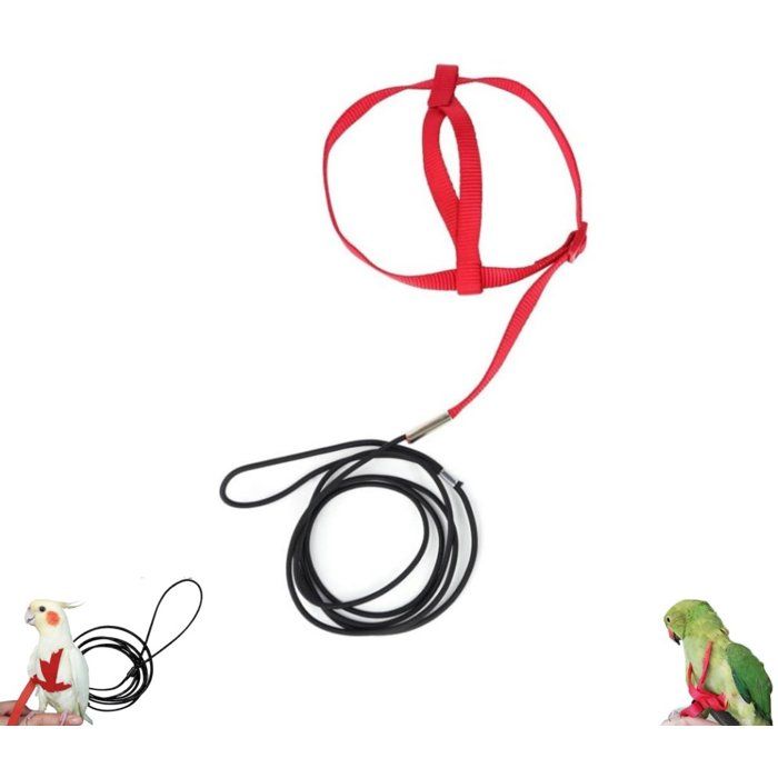 Harnais Pour Perroquet Élastique Anti-Morsure Modèle 2 Pièces Laisse Nylon Réglable Corde D’entraînement Rouge