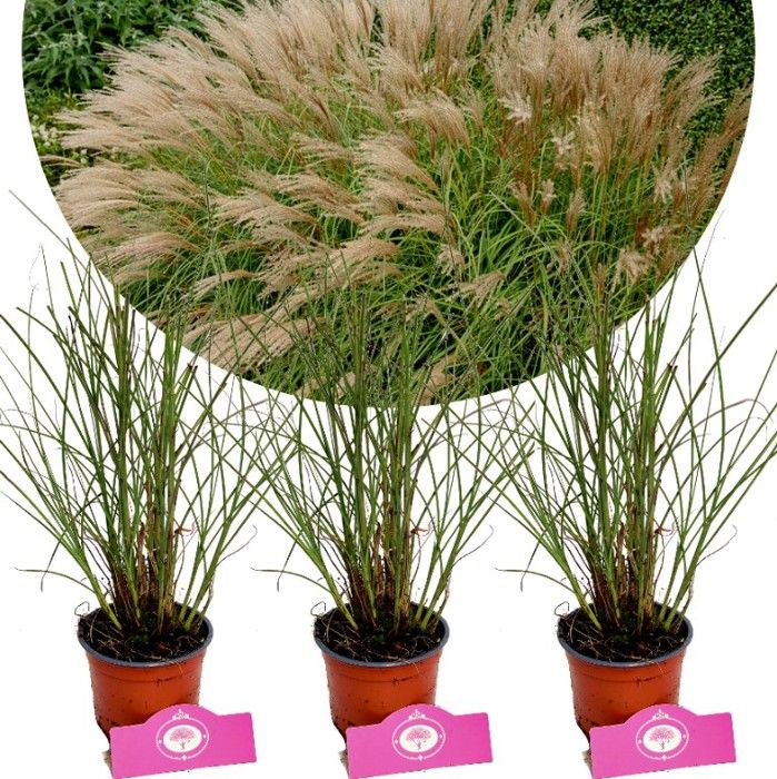 Miscanthus sinensis  Gracillimus - Pot 9cm 3 pcs