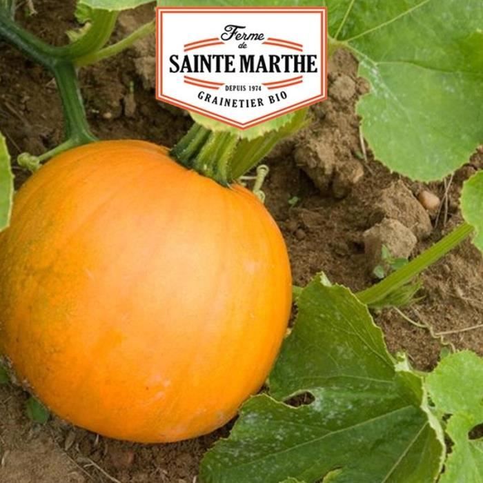 Courge Jack O'Lantern - 15 graines - La ferme Sainte Marthe