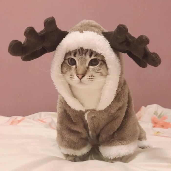 Combinaison pour chat discount