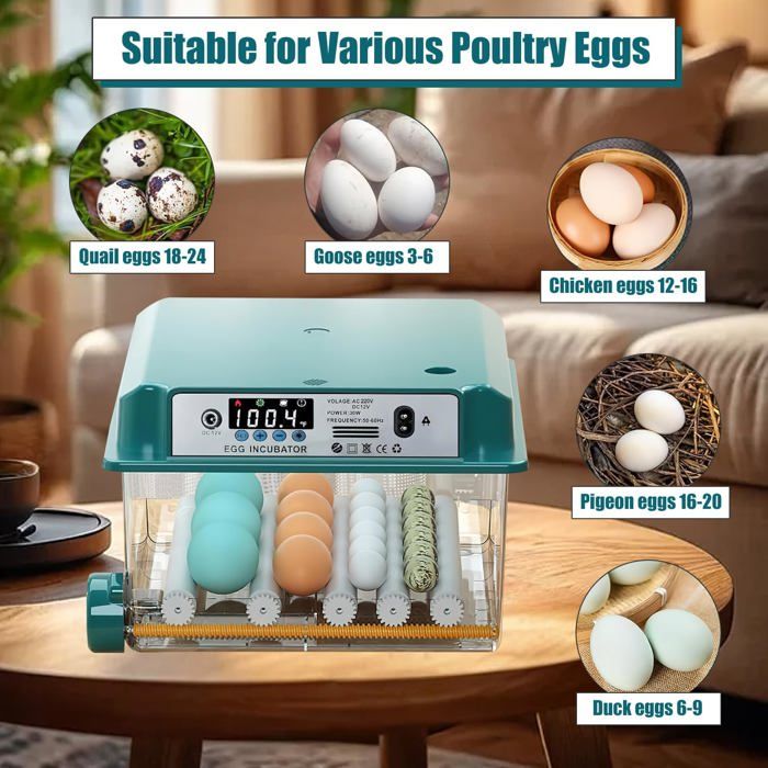 Couveuse Oeuf Automatique - MARQUE - Modèle - 36 Oeufs - 4 Modes d' Incubation - Affichage d'Humidité