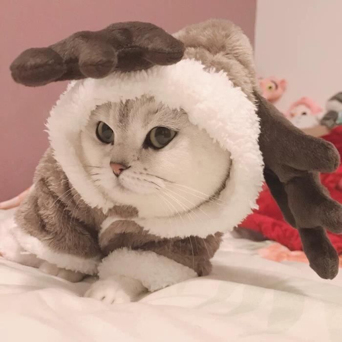 Manteau store pour chaton