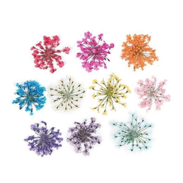 10 Pièces Feuilles De Trèfle Séchées Sous Résine UV - Déco DIY Bijoux, Ongles, Déco Murale