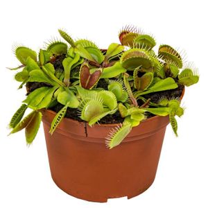 PLANTE POUSSÉE Dionaea Muscipula – Plante carnivore – Peu d'entretien – D12 cm – H10-15 cm