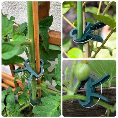 100 Clips De Jardin Pour Plantes Grimpantes – Support Tiges Tomates, Haricots, Concombres – Plastique Transparent