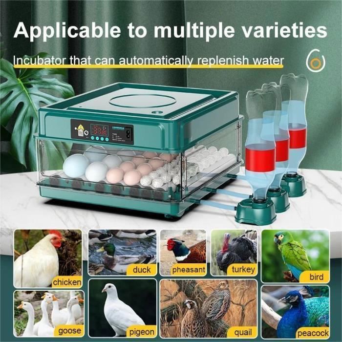 Mini Incubateur Œufs 6 Places Entièrement Automatique 2024 - Couveuse Silencieuse Pour Poules, Cailles, Oiseaux