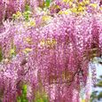 Mélange Glycine - 3 Plants - Arbuste rustique et grimpant à fleurs caduques-2