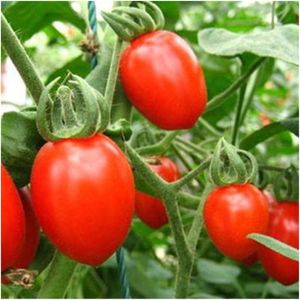 PORTE FRUITS - COUPE  30 pcs/sac Graines De Tomates Cerises Fruits Bio L