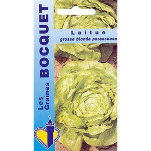 GRAINE - SEMENCE Sachet de  Laitue d'été Grosse blonde paresseuse - 4 g - légume feuille - LES GRAINES BOCQUET