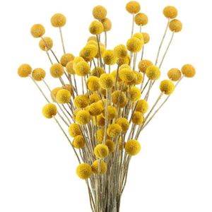 Tir Accessoires gynérion Argenté Véritable Fleur Reed naturelles séchées bouquets plante Tiges 