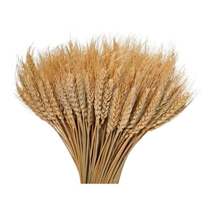 SLFYEE Blé Séché 100PCS Fleurs Séchées Naturelles Herbe Sèche Réas de SLFYEE Blé Séché 100PCS Fleurs Séchées Naturelles Herbe Sèche Réas de